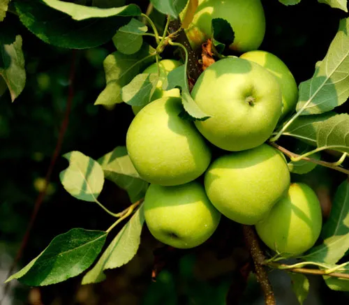 Ăn rau, quả "trắng" có thể tránh đột quỵ
