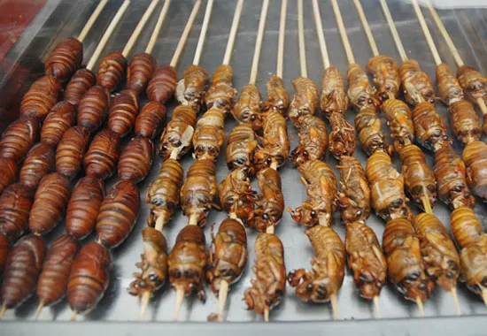 Côn trùng sẽ cứu châu Âu khỏi nạn đói