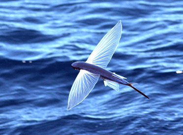 Vì sao cá chuồn biết bay