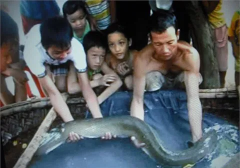 Bắt được chạch "khủng" ở Hà Tĩnh