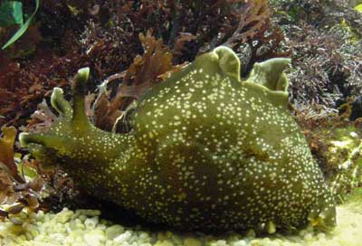 Thỏ biển Aplysia