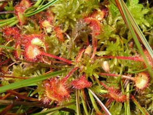 Cây bắt sâu - Drosera