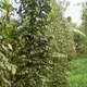 Quy trình trồng, chăm sóc và bảo vệ cây hồ tiêu