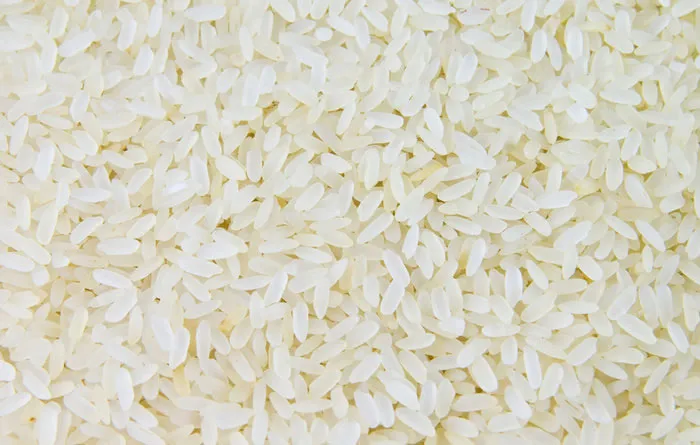 Sản xuất protein máu từ lúa biến đổi gene