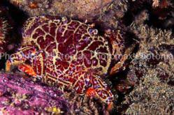 Những hiểm họa từ... biển