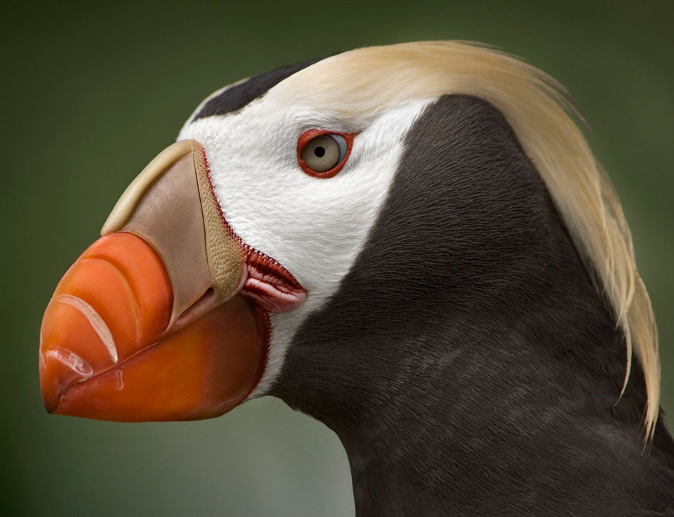 Thế giới của loài chim hoang Tufted Puffin ở Viễn Đông, Nga