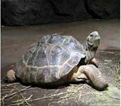 Thực hiện quan trắc rùa biển VN trên tàu đánh cá