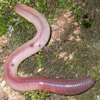 Giun đất sau khi bị đứt đoạn vì sao lại biến thành nhiều con?