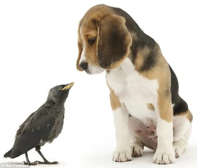 Những bức hình ngộ nghĩnh về phút vui đùa của động vật