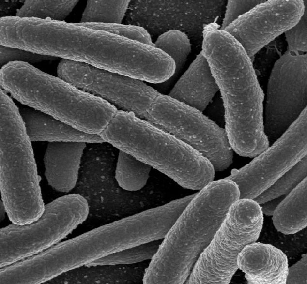 Vi khuẩn E.coli cũng có ích