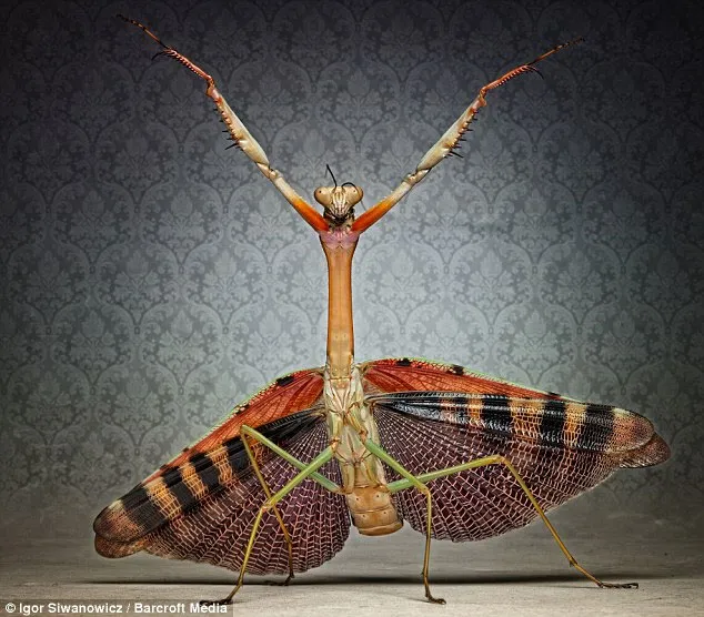 Hình ảnh đáng yêu của những con vật đáng sợ