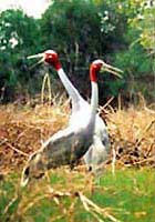 Chuẩn bị xây dựng bảo tàng lịch sử tự nhiên đầu tiên ở VN