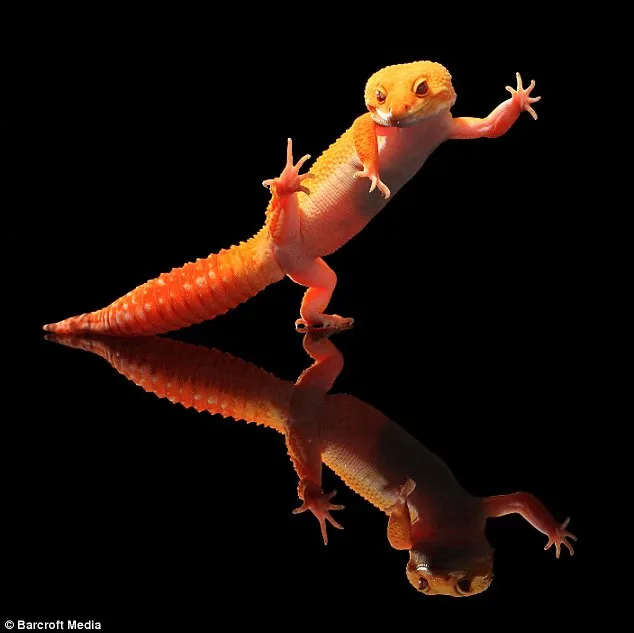 Ảnh đẹp: Vũ điệu disco của tắc kè