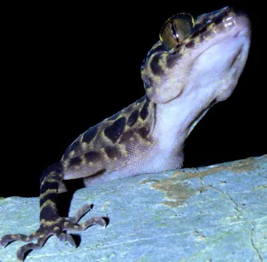 ベトナムでヤモリの新種を発見