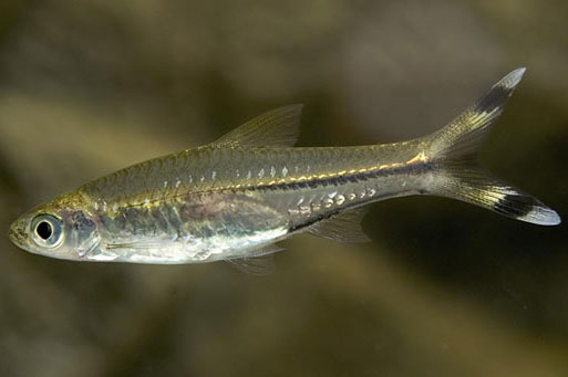 Thả cá lòng tong đá bảo vệ môi trường