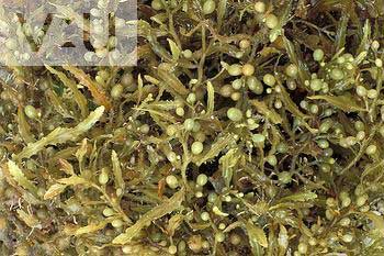 Tảo Sargasso bí hiểm