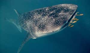 Cá mập tượng giảm kích thước