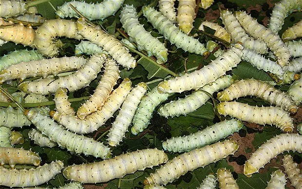 Tằm biến đổi gene nhả tơ siêu bền