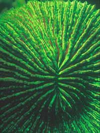 Nha Trang: Sinh vật biển phát sáng