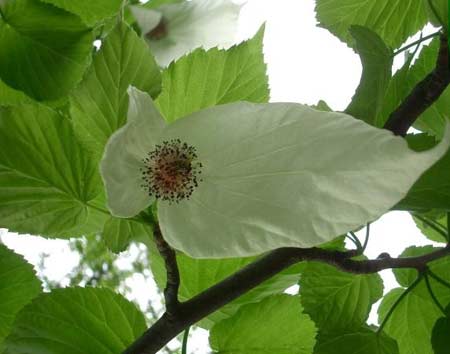 Cây chim câu Trung Quốc