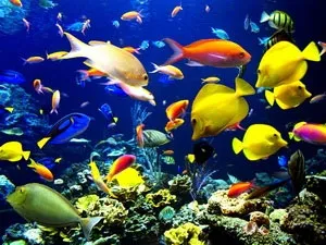Đại dương không phải nơi bắt đầu sự sống dạng tế bào