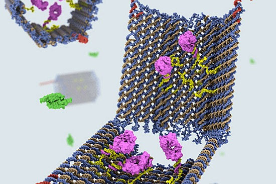 Robot DNA có thể tiêu diệt các tế bào ung thư