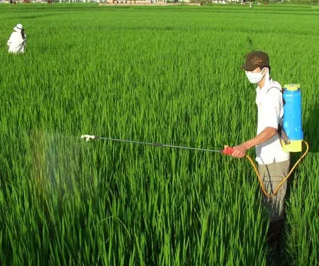 43% khí nhà kính từ hoạt động nông nghiệp