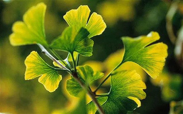 Ngắm các bậc "trưởng lão" trong thế giới thực vật