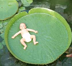 Sen vua Victoria regia