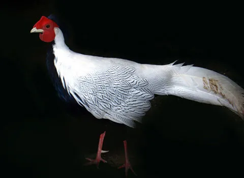 The beauty of Vietnam's wild pheasants and junglefowl
