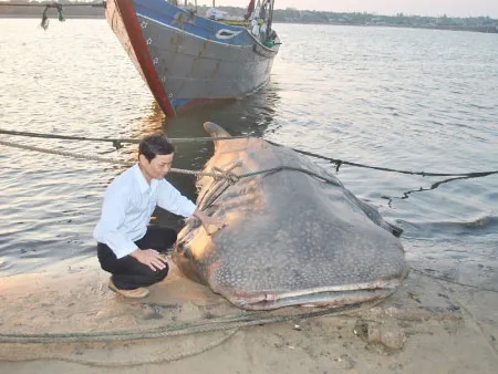 Bắt được cá "lạ" nặng hơn một tấn