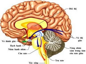 Nhận dạng gene liên quan tới khối lượng vùng đồi thị