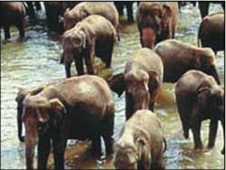 Trung Quốc: tạo ra giống voi không ngà