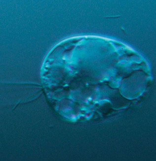 Tìm thấy cơ thể sống cổ xưa nhất trên thế giới