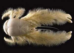 Phát hiện loài giáp xác mới