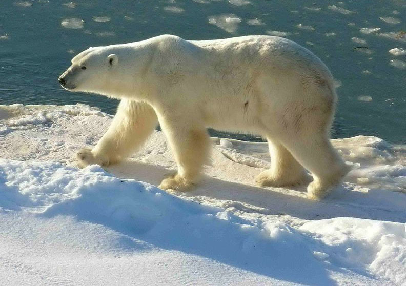 6 hậu quả rõ nhất của biến đổi khí hậu