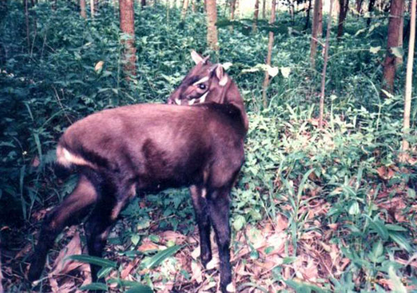 Bí ẩn về loài Sao la