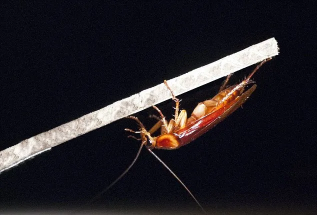Kinh ngạc thuật ẩn thân của gián