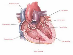 Bước đi đột phá trong kỹ thuật cấy ghép tĩnh mạch