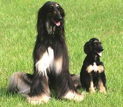 Snuppy - chú chó nhân bản đầu tiên trên thế giới.