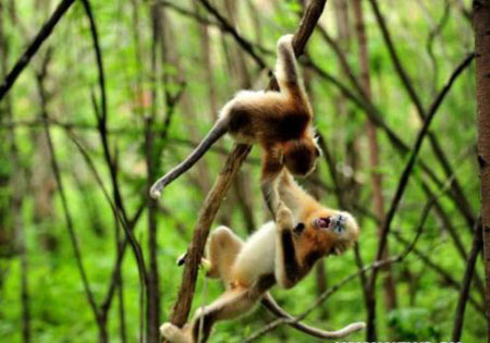 Trung Quốc thám hiểm 