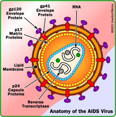 Tìm ra cách mới ngăn chặn sự phát triển của AIDS