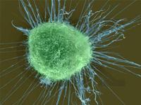 Nửa triệu người sẽ tham gia Ngân hàng sinh học