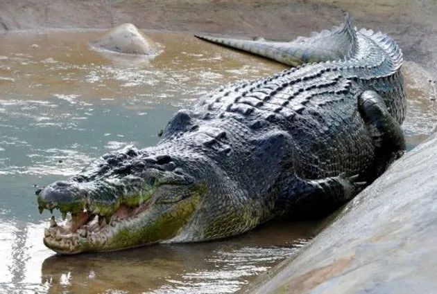 Cá sấu Lolong làm "Đại sứ" cho chương trình bảo tồn