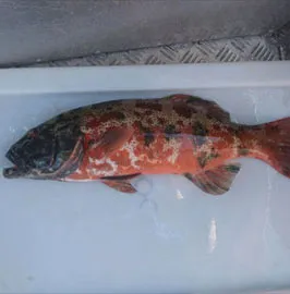 Lần đầu tiên phát hiện cá bị ung thư da