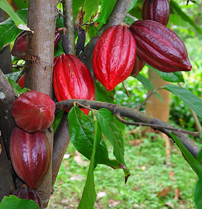 Người Maya dùng chocolate làm gia vị