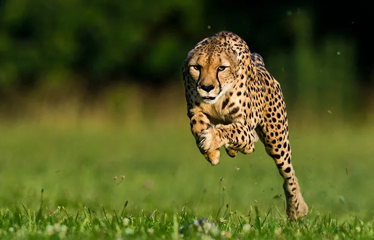 Ảnh động vật tuần qua: Báo Cheetah phá kỷ lục thế giới