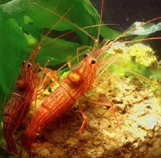 Giải mã hiện tượng tôm "chuyển giới"