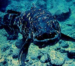 Cá toàn vây - Crossopterygii (Latimeria chalumnar)