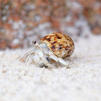 Phát hiện bất ngờ về loài ốc mượn hồn